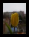 tulipán5