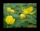 žluté květy3